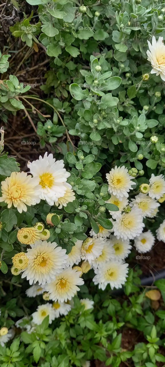 Compuestas amarillas y blancas