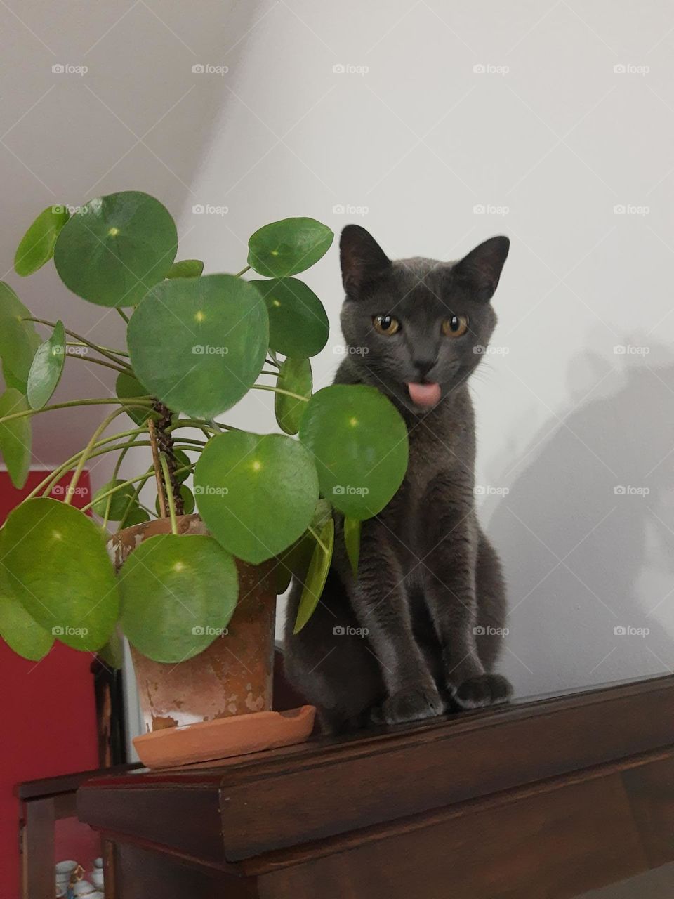 a cat showing its tongue