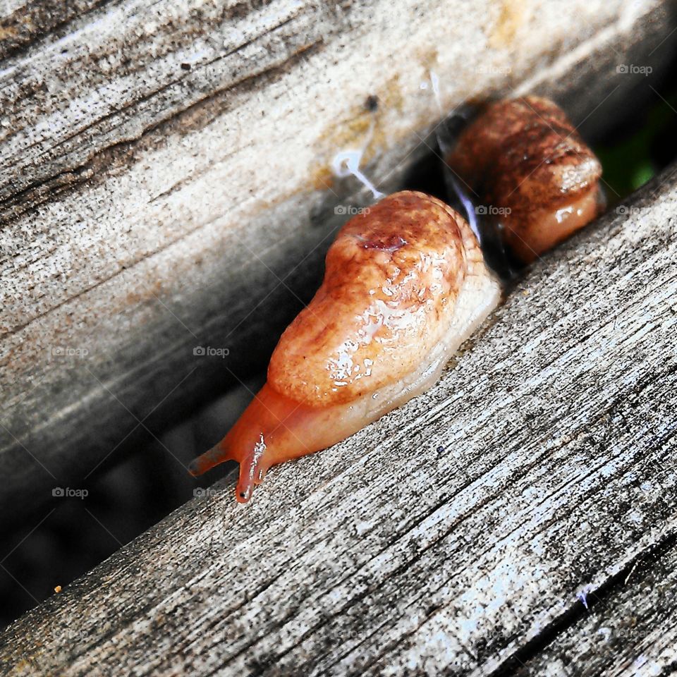 slugs r us. slugs I found on my porch