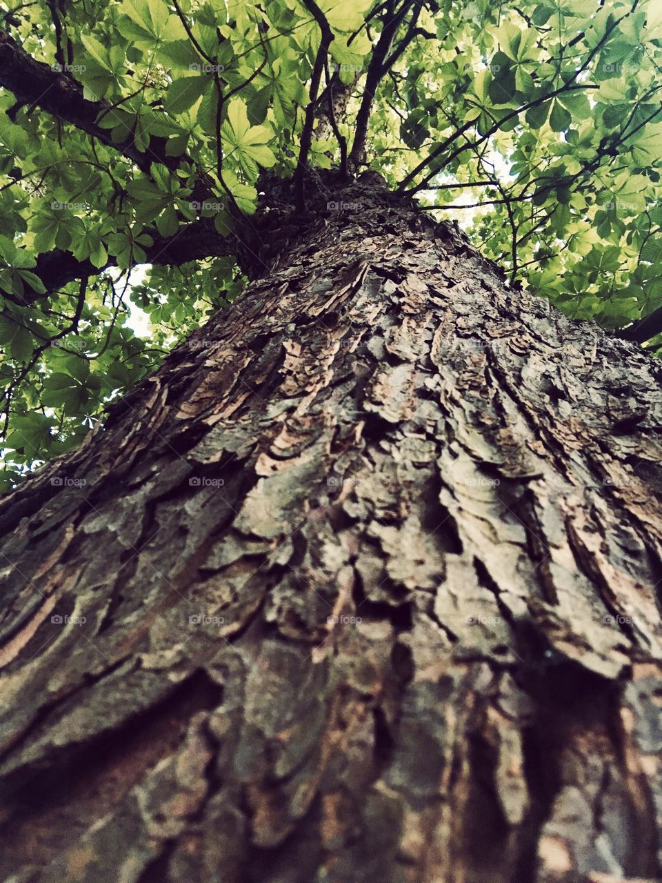 Low angle view of a tall tree with bark texture 