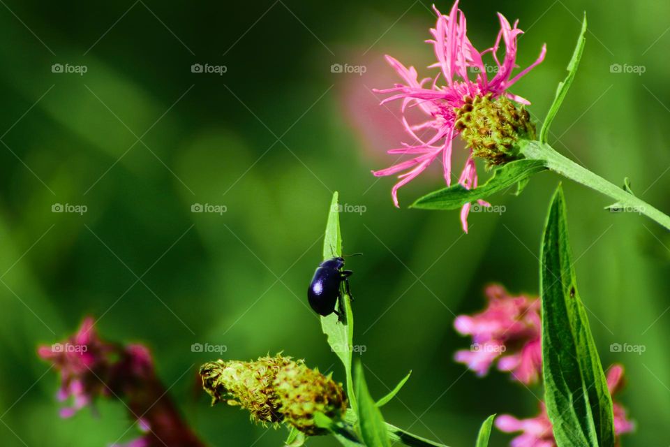Insects playing hard on the branches of plants, enjoying the coming of spring