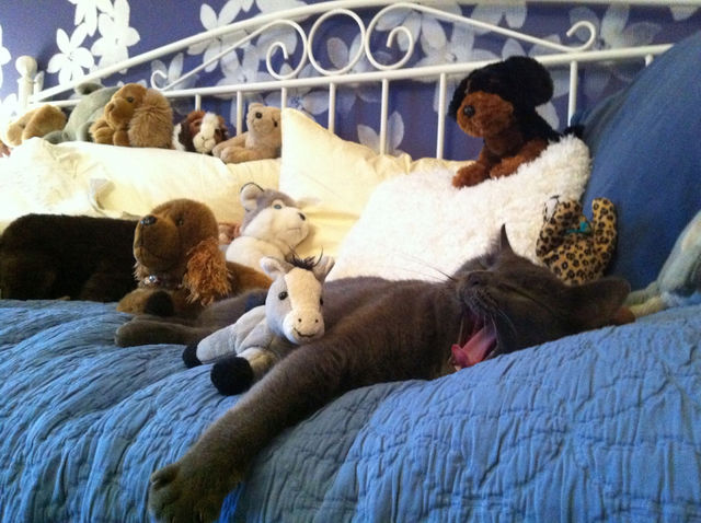 toys cat sleepy alive by chattis
