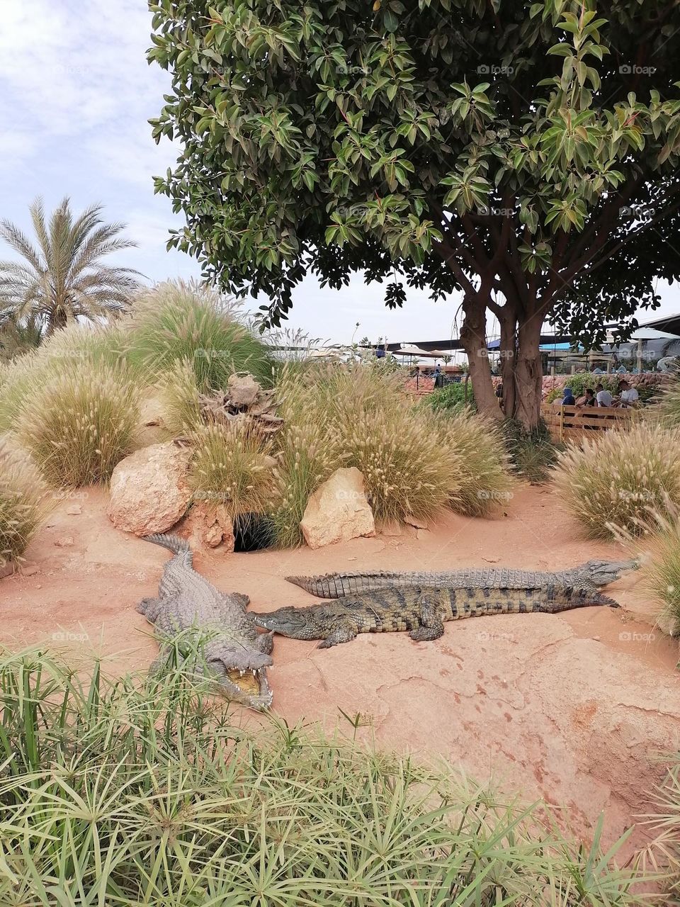 Crocodiles in the Corocodile Park of Agadir, Morocco