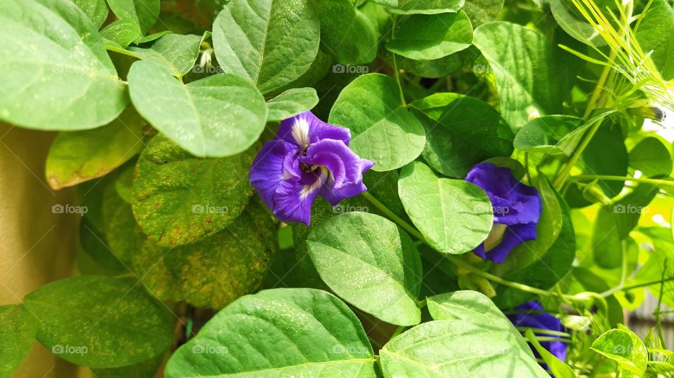 A wide view of double petel blue Asian pigeonwings amidst of green leaves