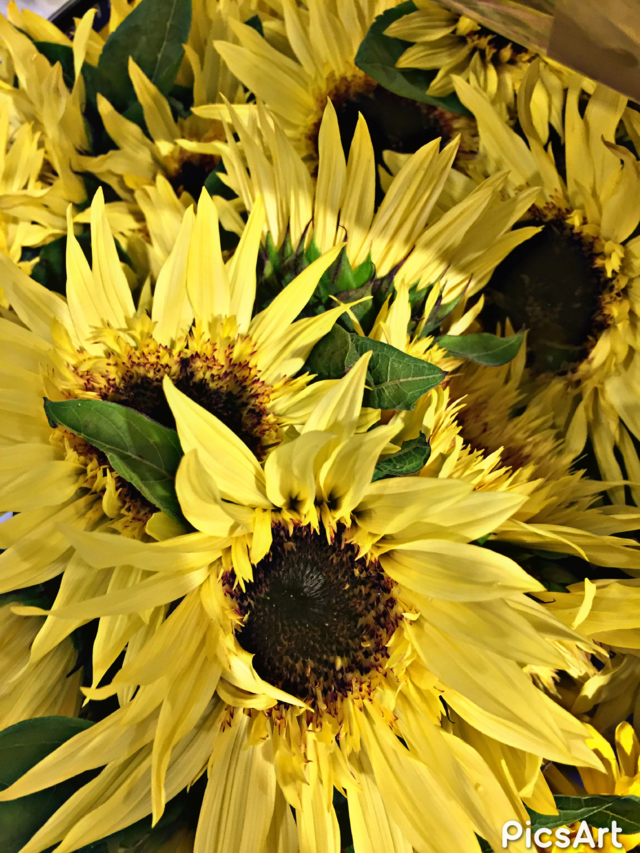 Sunshine Sunflowers