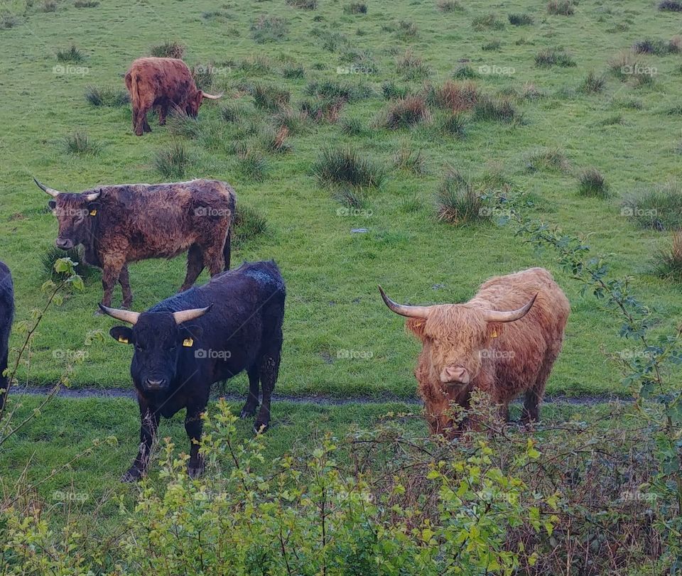 cow rind kuh schottische highland Hochland Bulle Hörner Wiese Weide