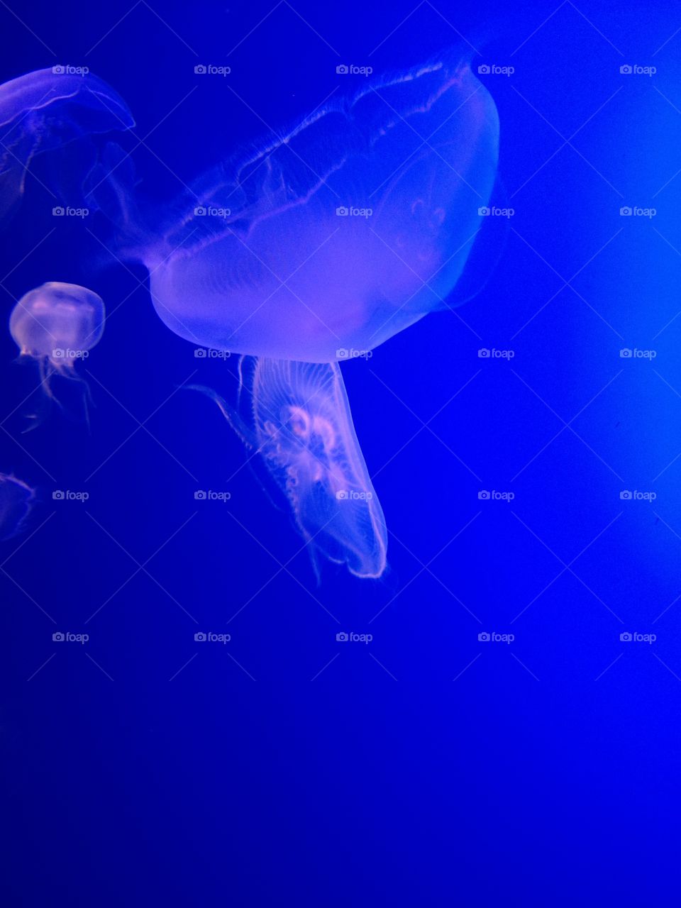 Jelly Fish