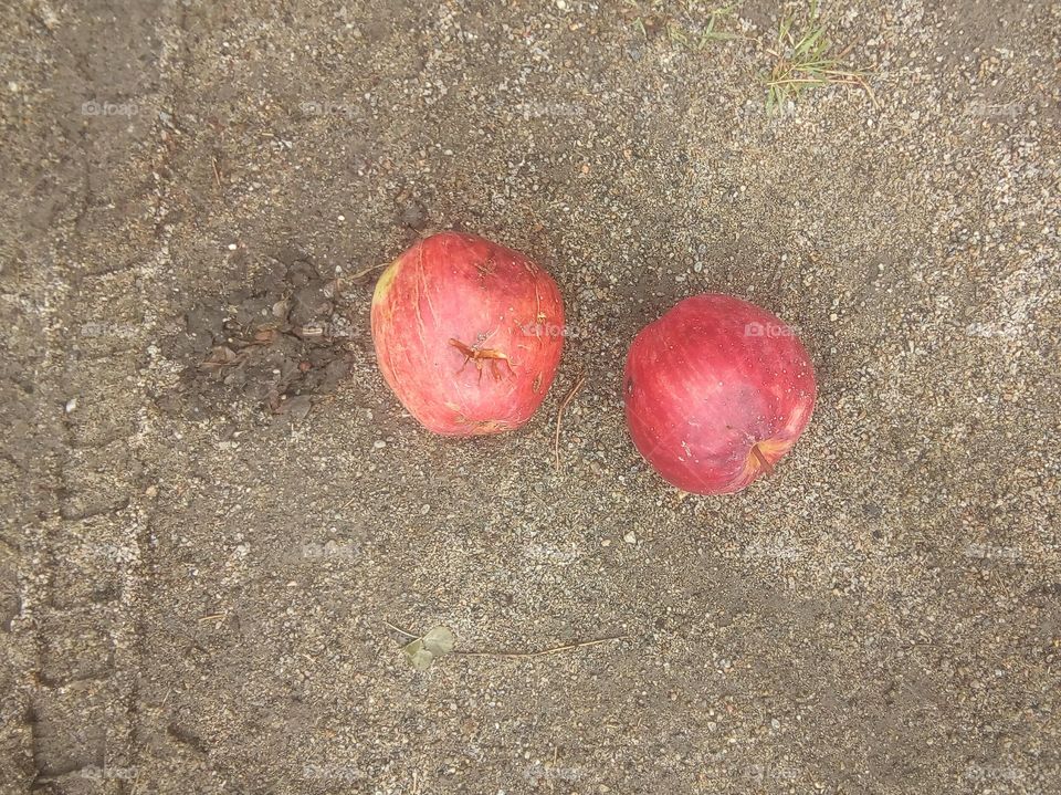 Apples Fallen From the Tree