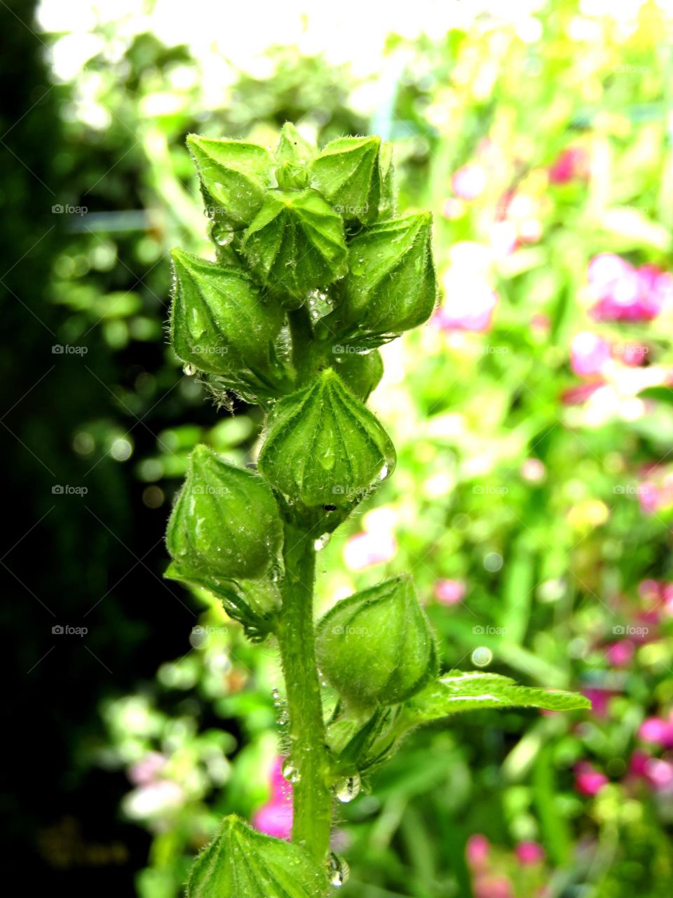 buds and droplets