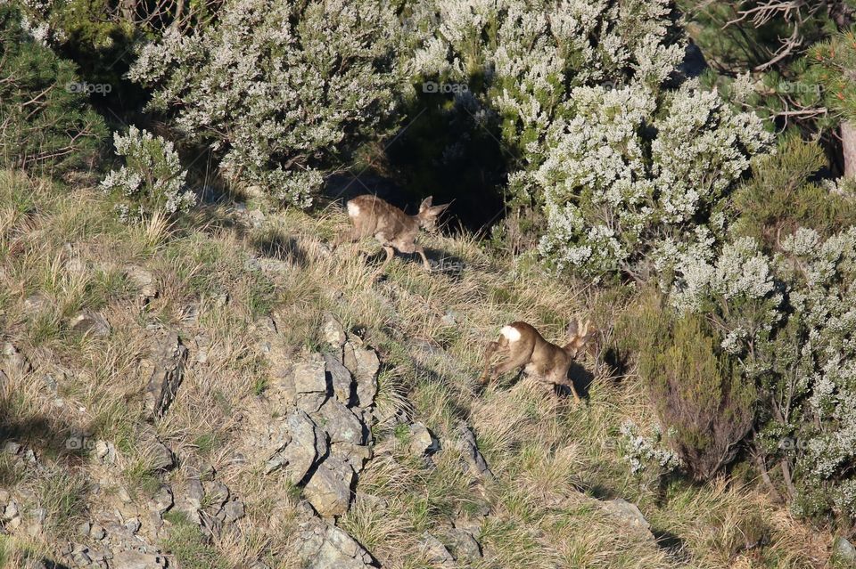 Deer in the forest