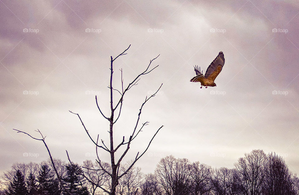 hawk flying from tree perch