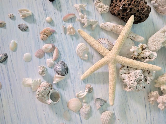 Variety of seashells