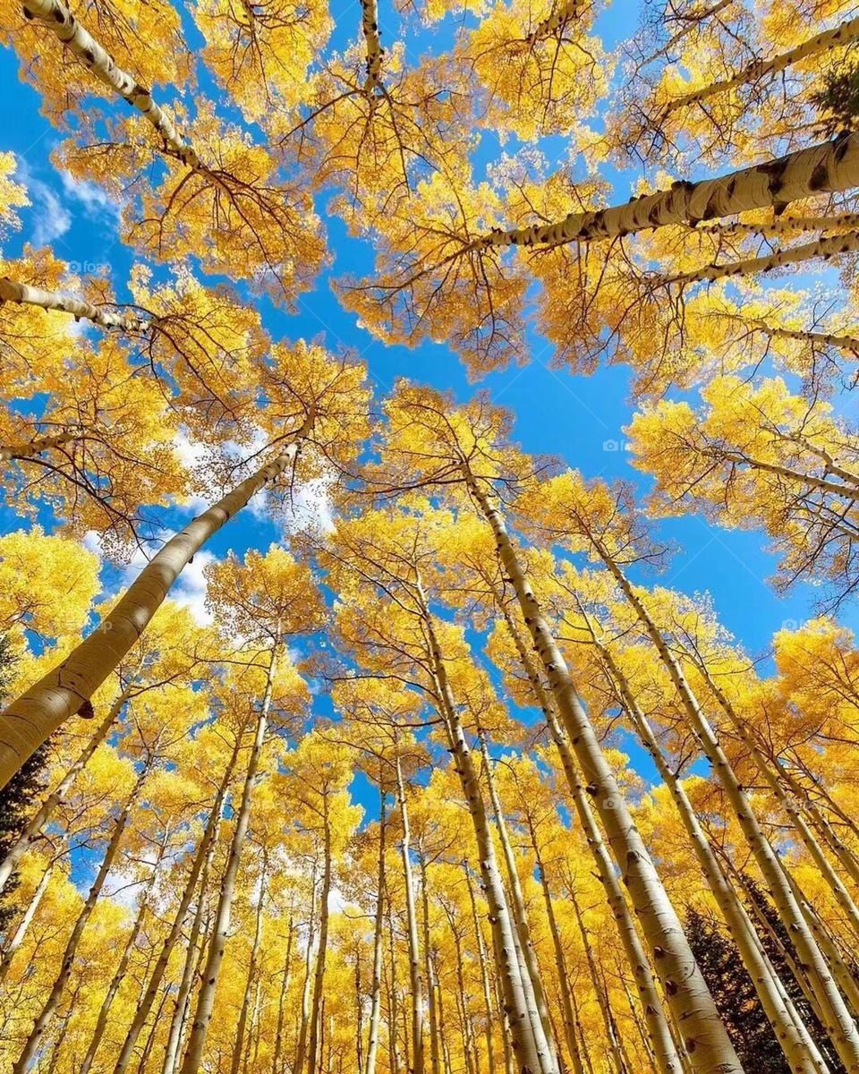 Looking up the sky in autumn ，very  beautiful.