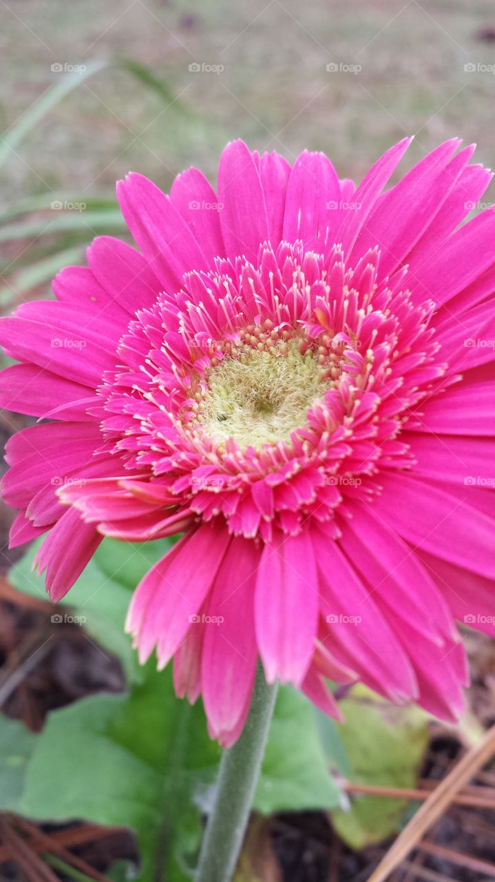 Hot Pink Gerbera Daisy. This beauty popped up in my flower bed and was gorgeous!