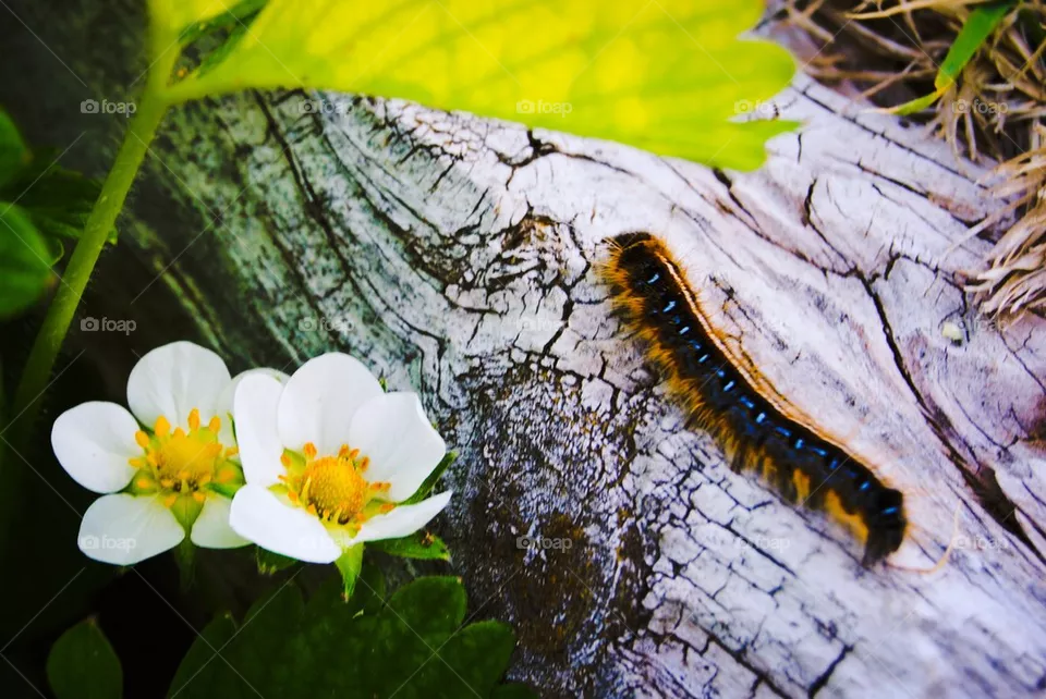Spring life 