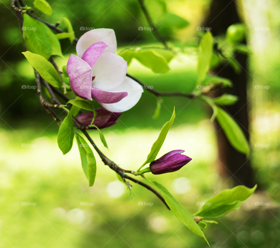 Magnolia flowers 