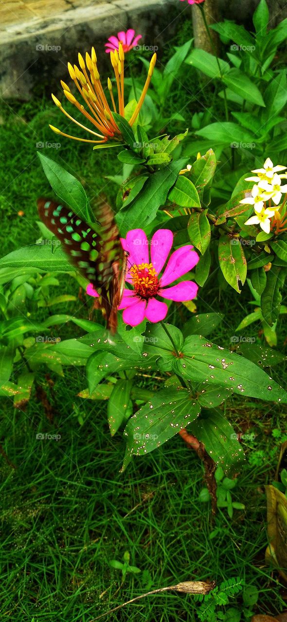 A beautiful butterfly about to land on a zinnia flower