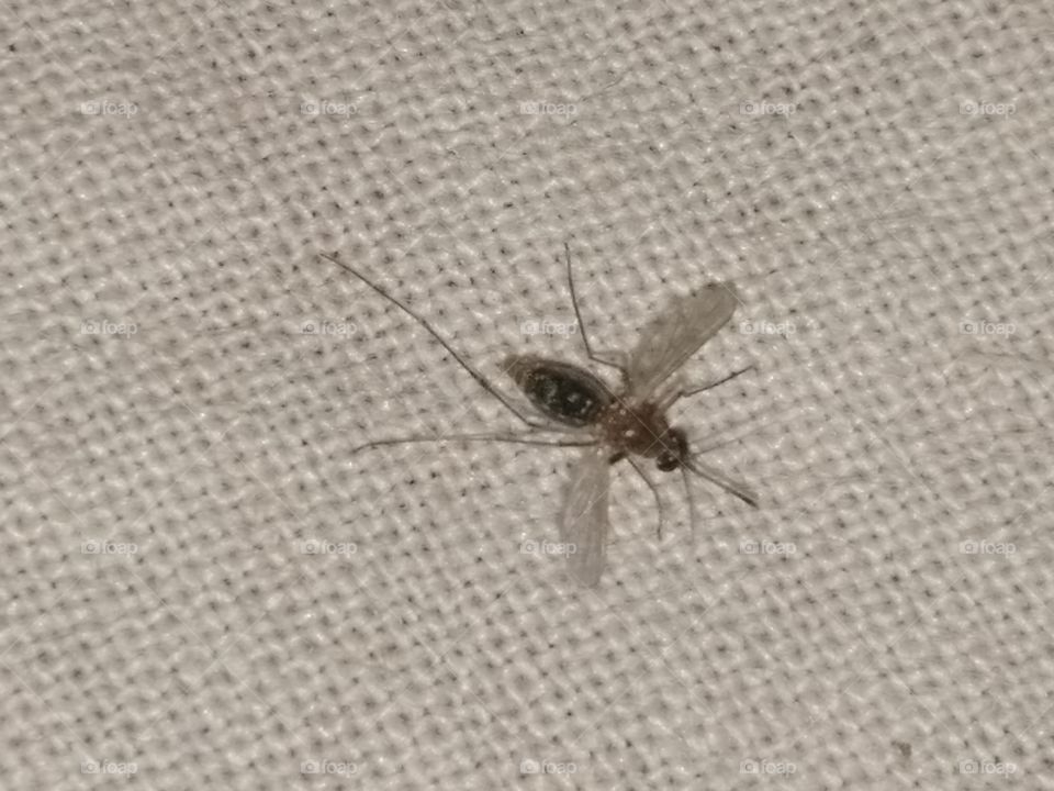 Mosquito