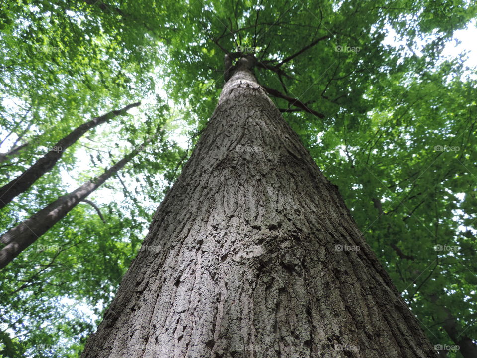 Tall Tree. The sun dappled rough bark runs high and sheer to the canopy