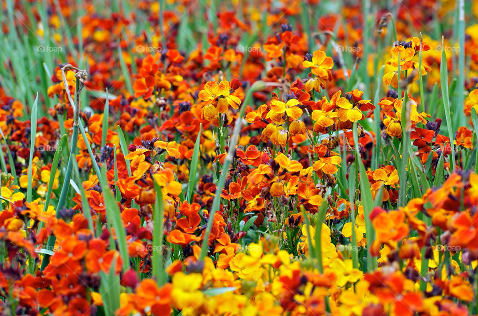 flowers flora red orange by hamishsw