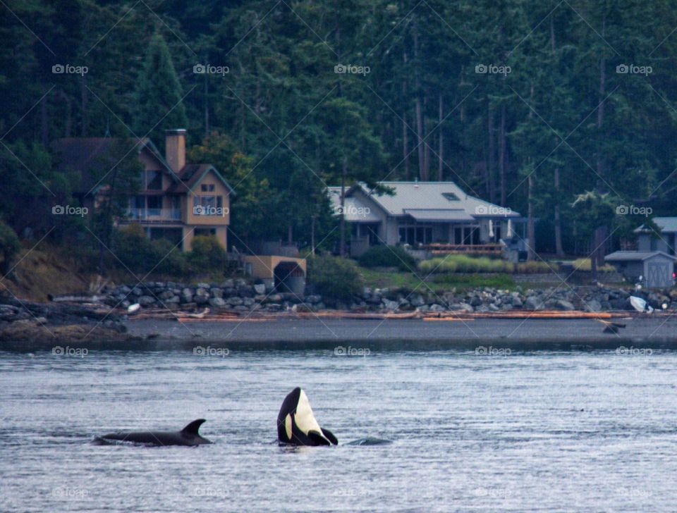 Orcas swimming in the strait of Juan de Fuca