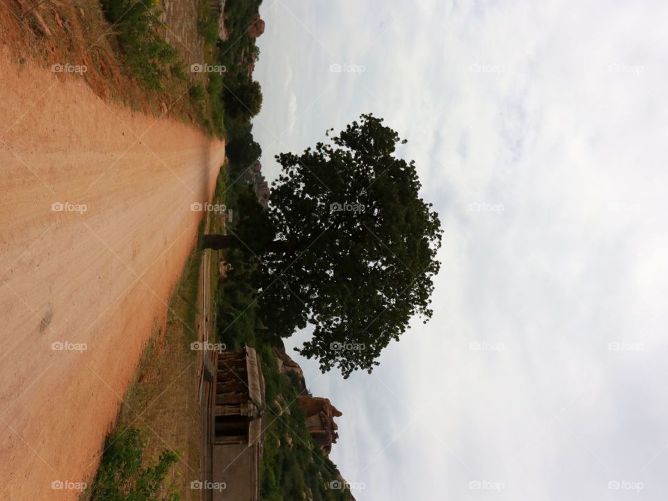 Tree, Nature, No Person, Wood, Outdoors
