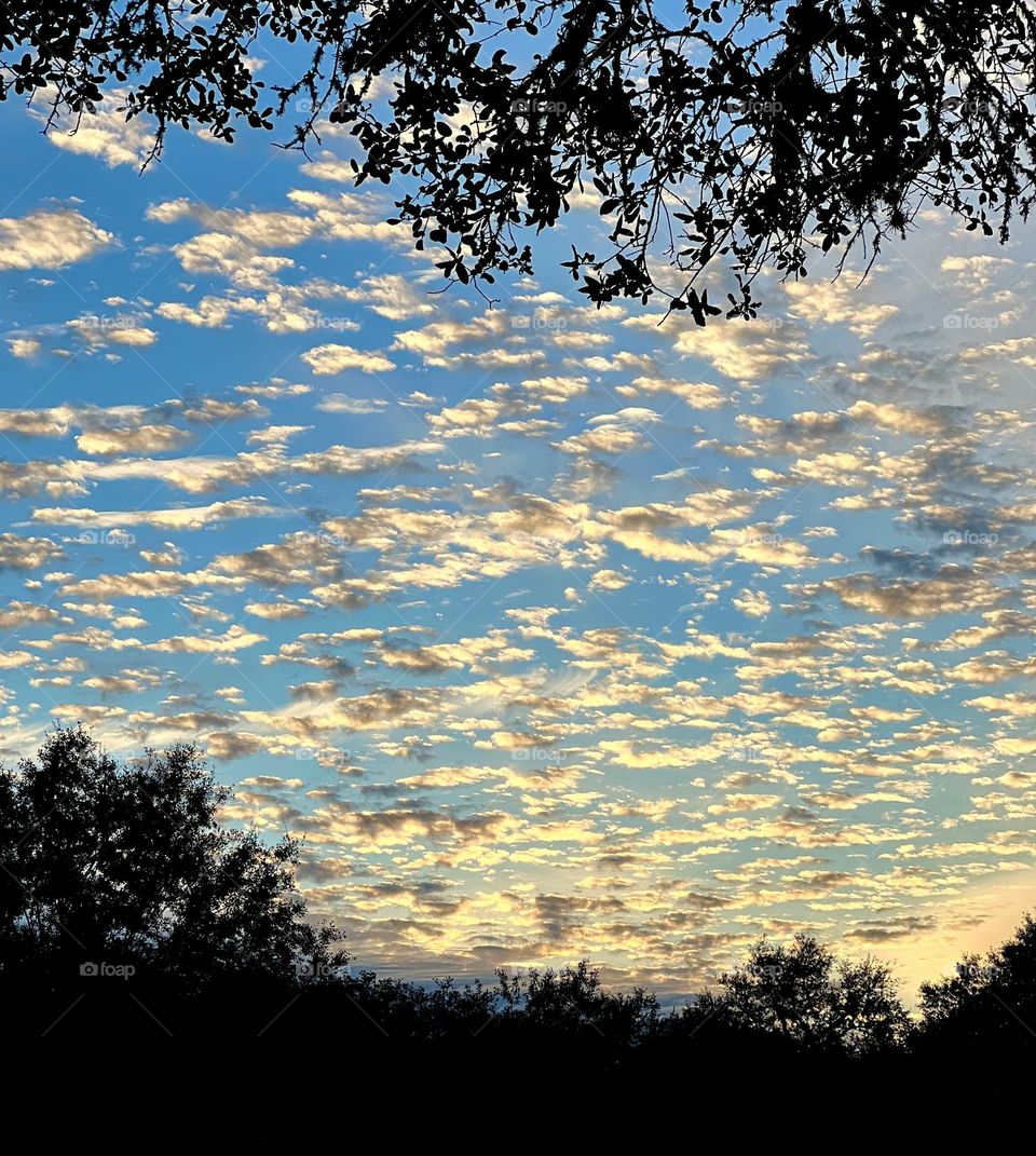 Beautiful white and grey puffy clouds at sunset last night, encased in silhouette by the live oaks 🤍