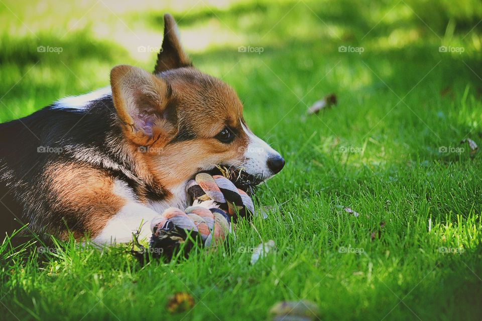 Chewing. A puppy chewing on its toy