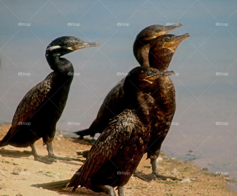Four Cormorants on the Shore