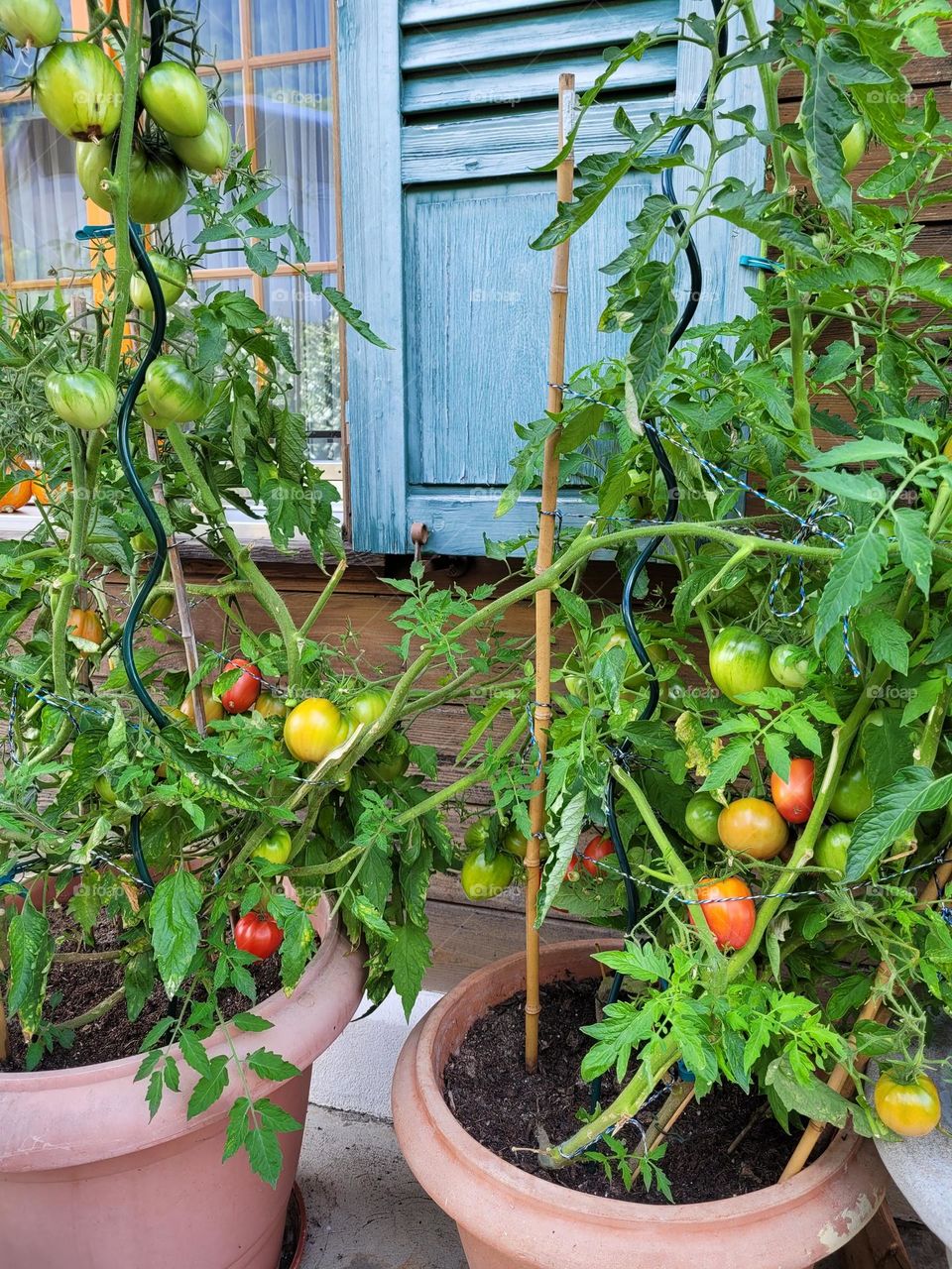 Tomatos
