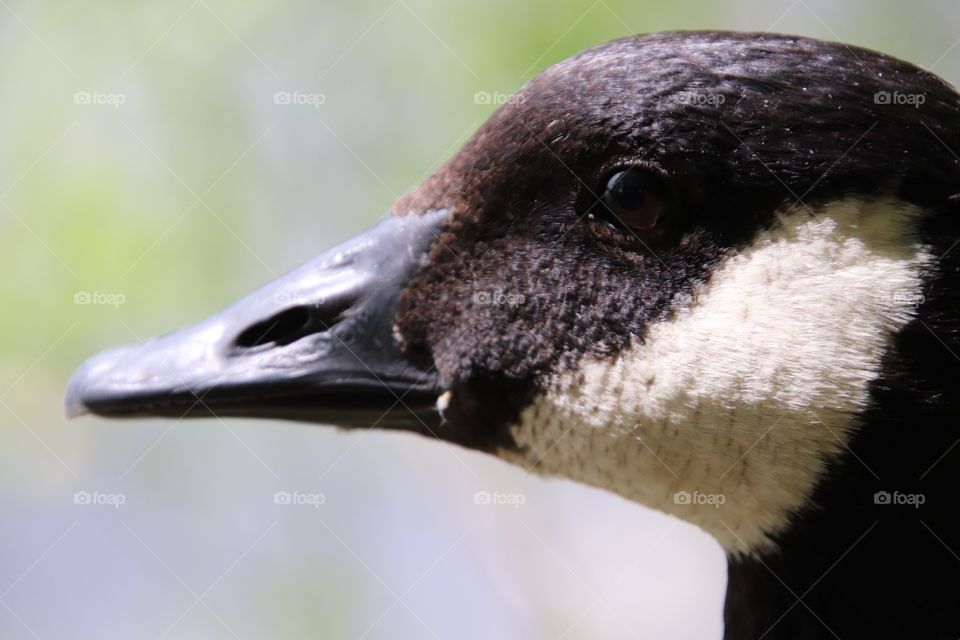 Canadian Goose in Northern Ohio, USA