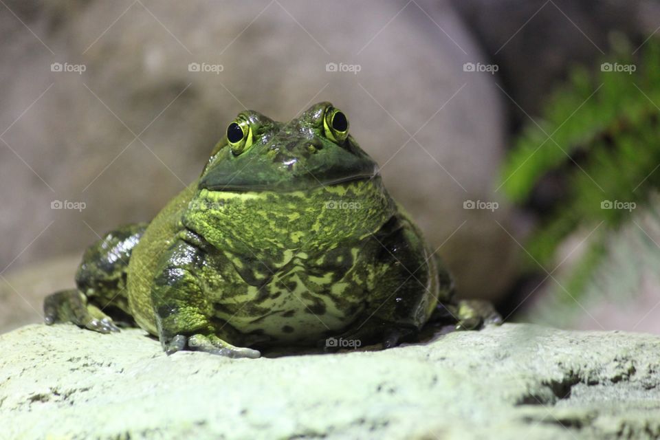 Close-up of frog