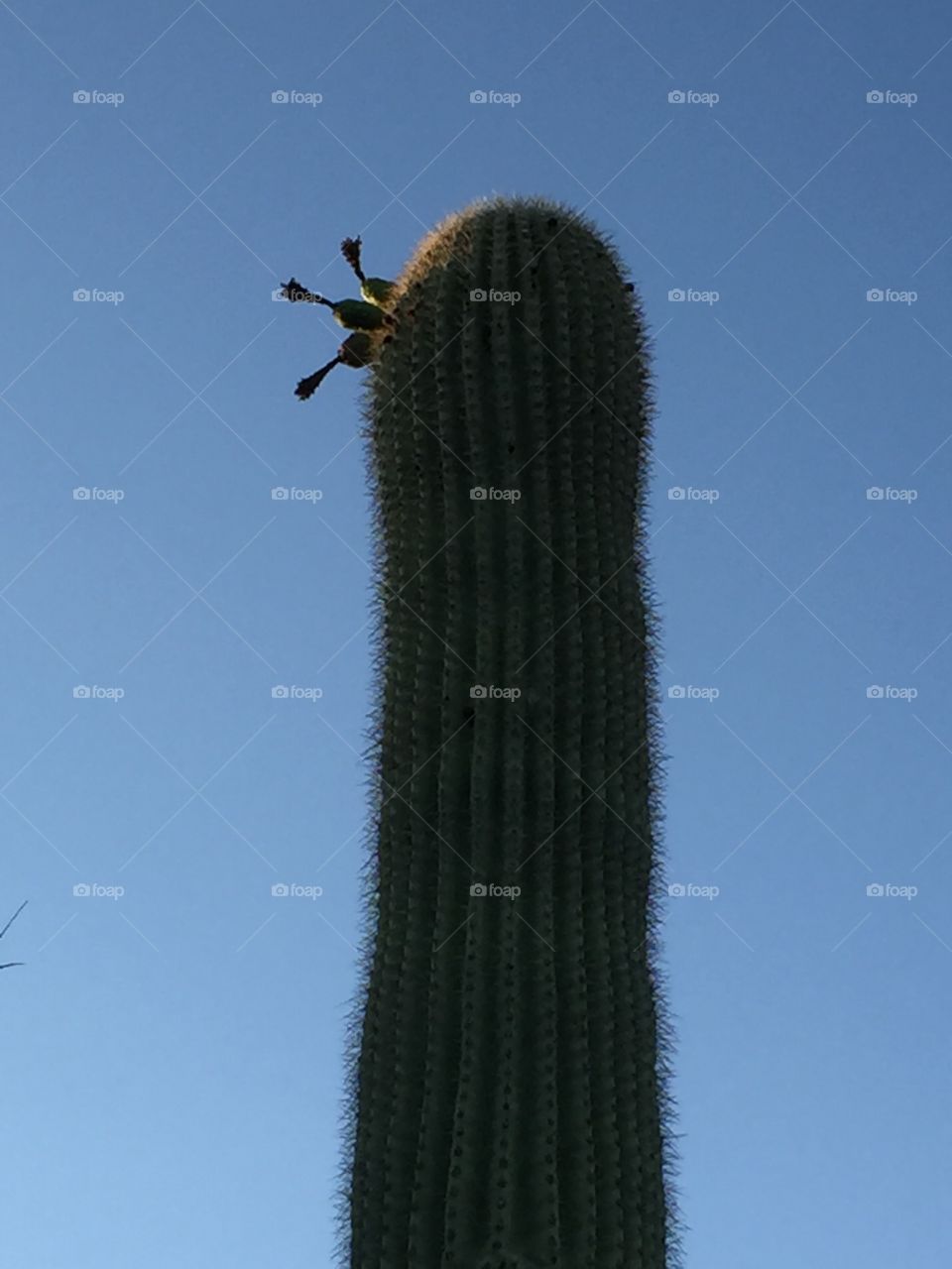 Saguaro