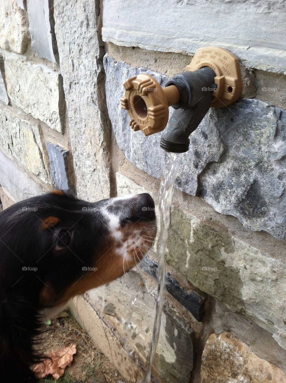 Thirsty pup needs a drink