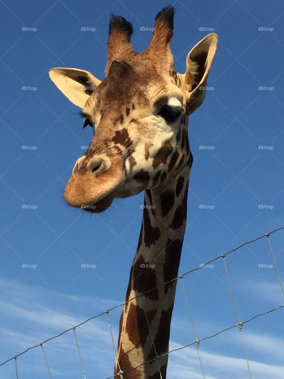 Giraffe 