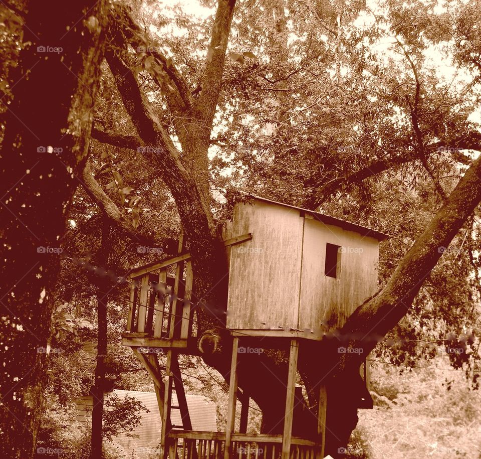 Tree House