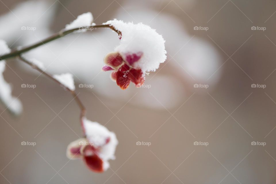 Eastern Wahoo flower and fruit under a blanket of snow