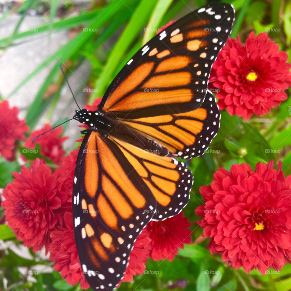 Orange , butterfly , flowers 