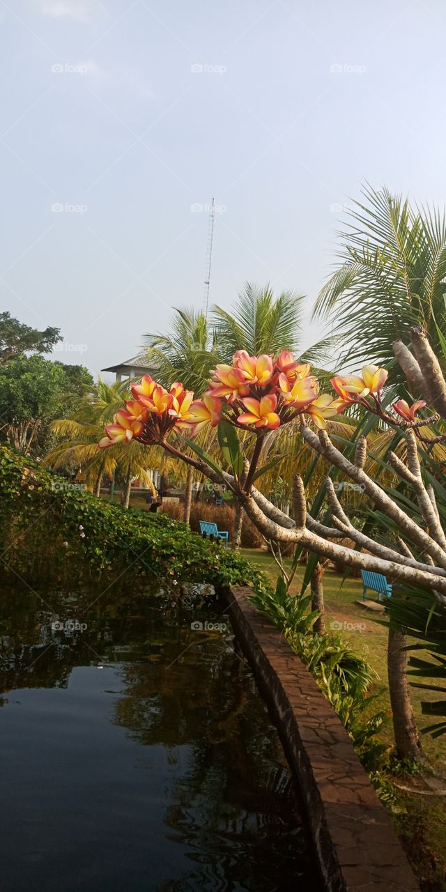 bunga di tepi kolam