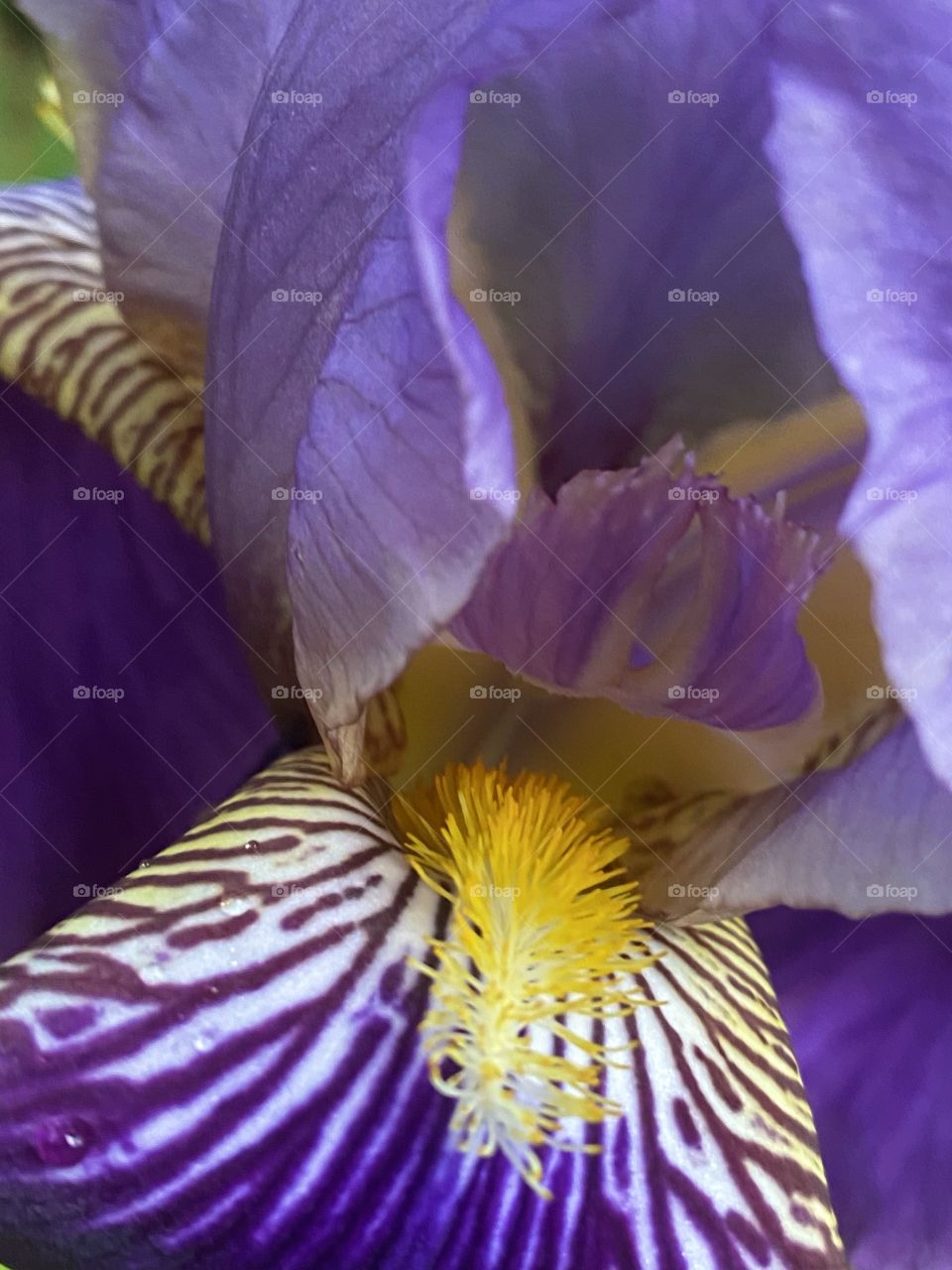 inside a flower