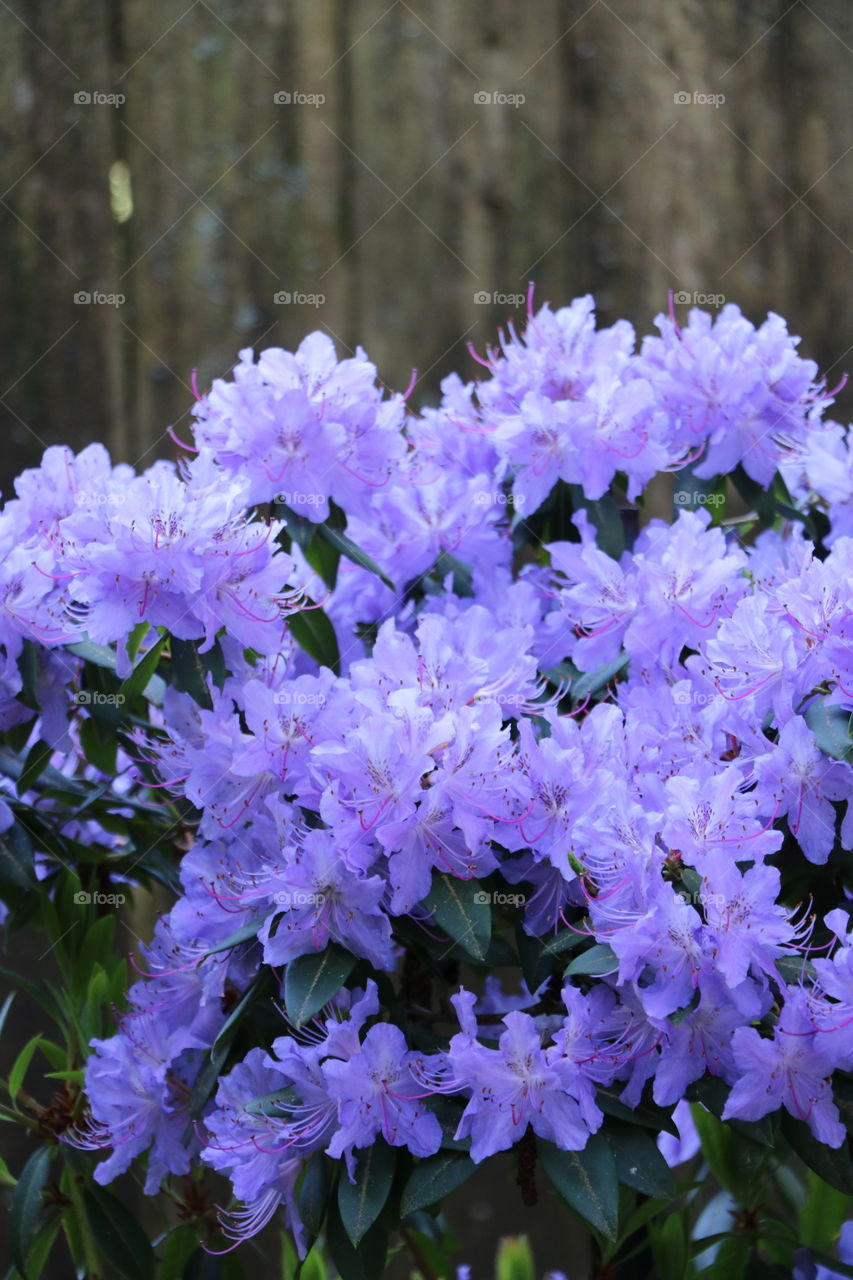 Spring flowers 