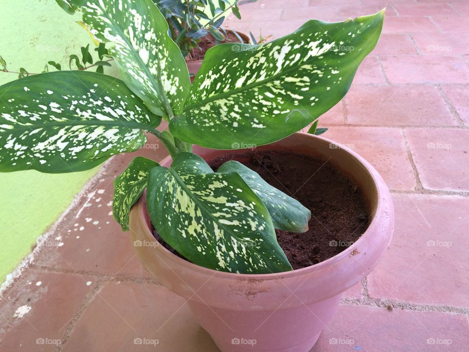 house plant in pot