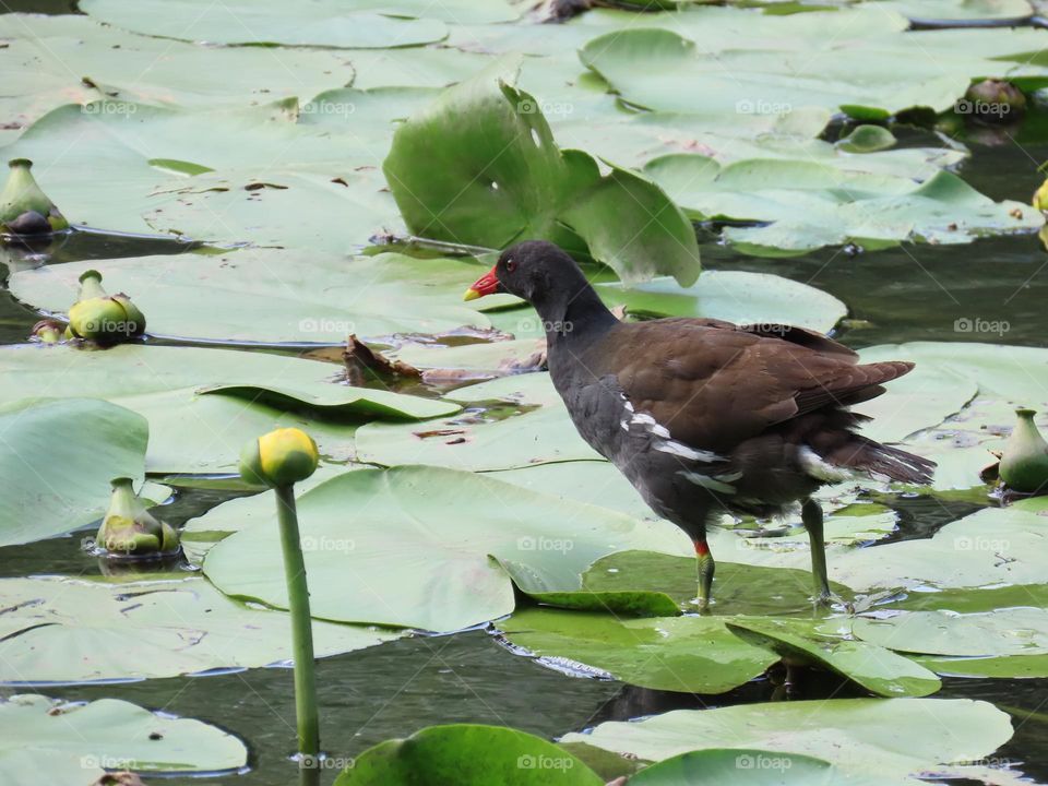 Water hen among water flowers