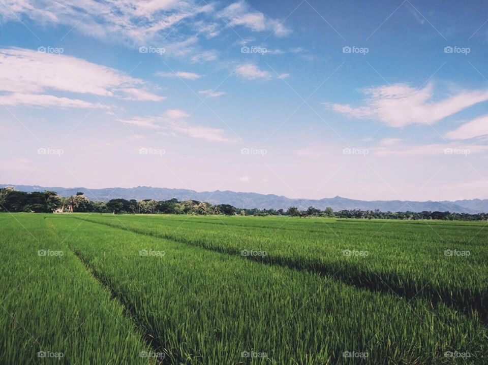 In the middle rice field