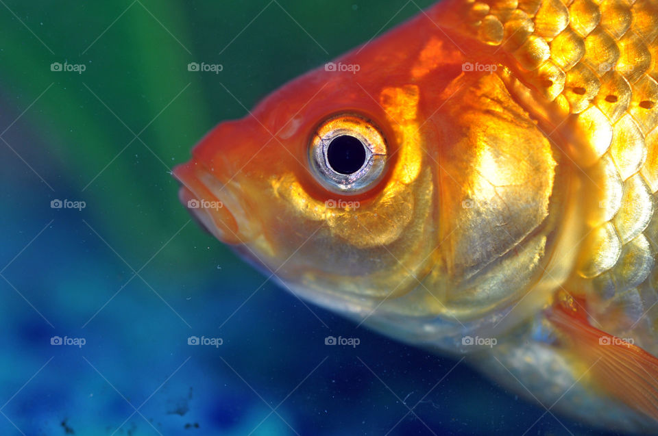 Goldfish Close-Up