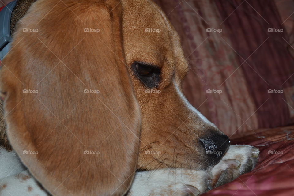 Beagle ears