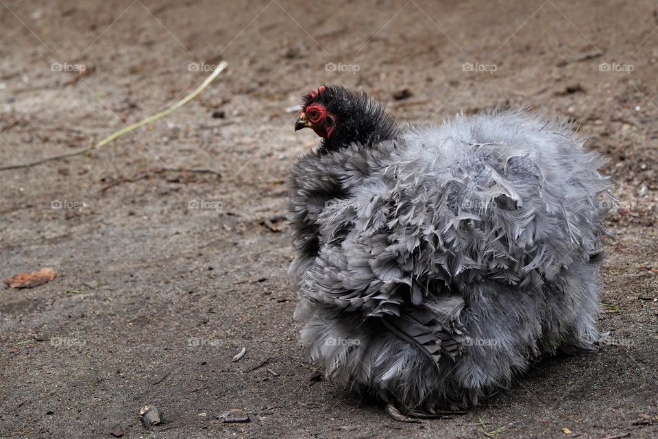 fluffy hen