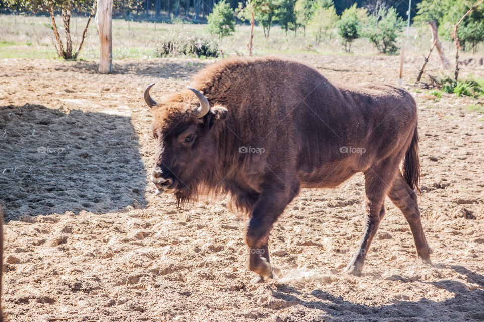 Young european bison