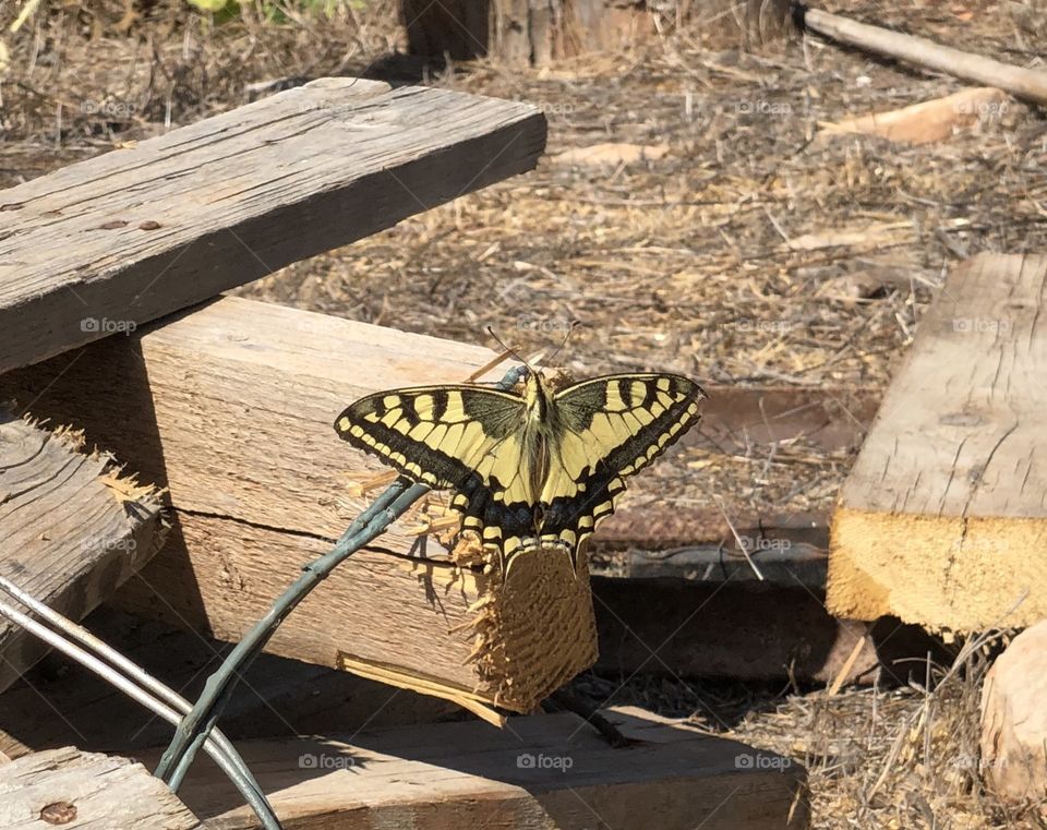 A yellow and black butterfly standing on a blockhead