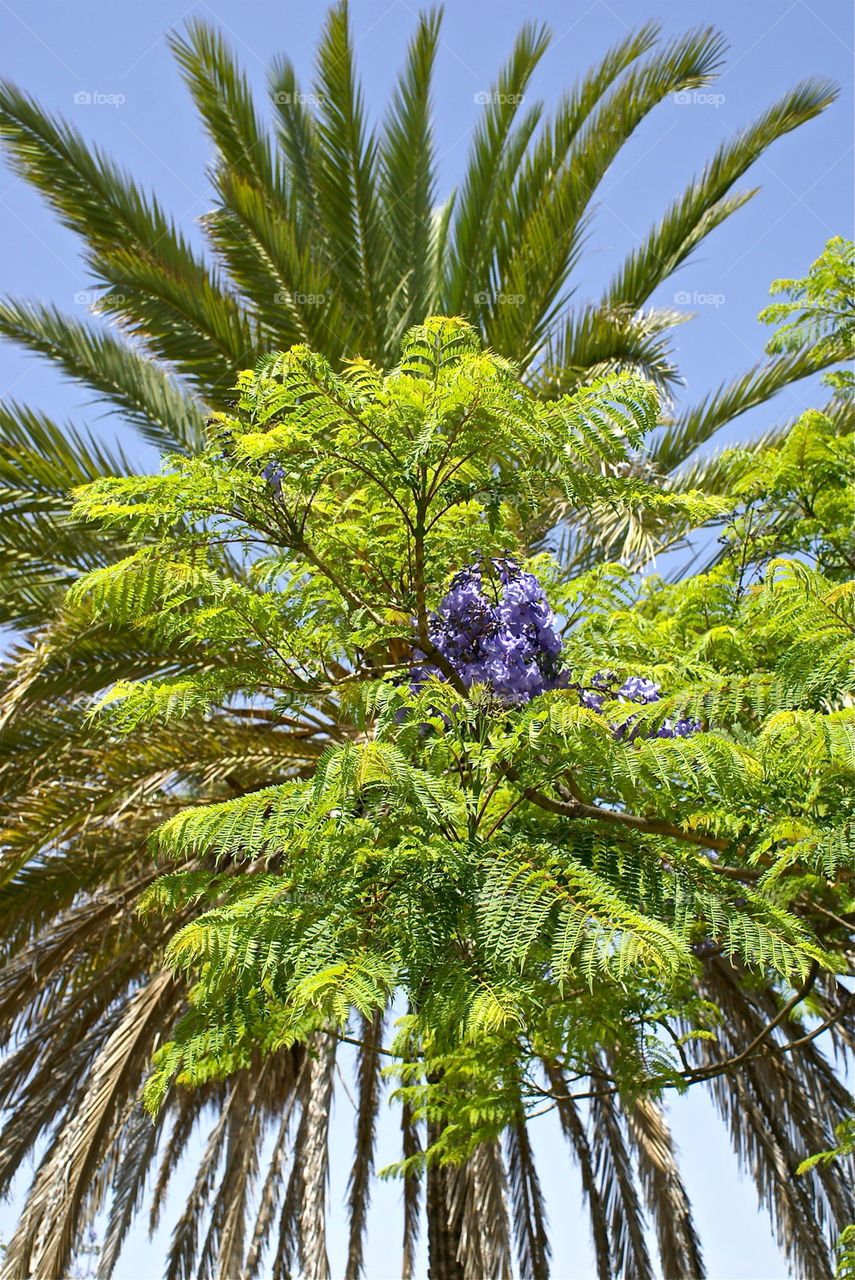 tree palm vacation holiday by lgt41